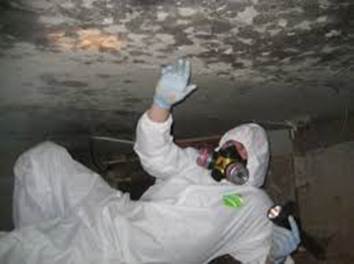 Mold Inspection PA, Mold Remediation PA 