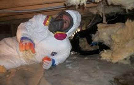 Mold Removal PA, Mold Inspection PA   